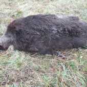 dobrý úlovok mojho priateľa