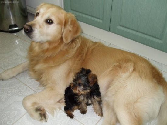 Aby nebol sam nas velky