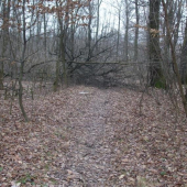 CESTA JE ZARUBANA . . . takto vyzera cesticka po tažbe ...