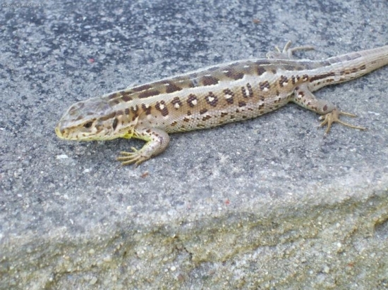 jasterica obycajna-Lacerta agilis