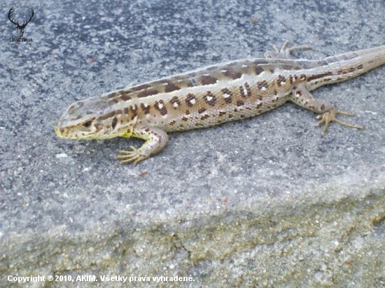 jasterica obycajna-Lacerta agilis