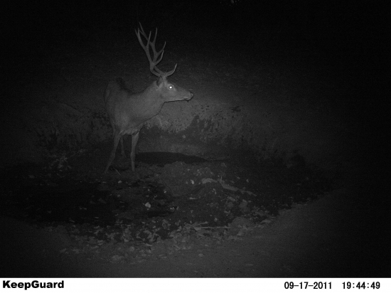 Zaujímavý jelienok