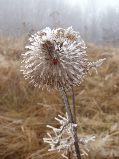 Zamrznutá lienočka :(