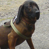 Tibo