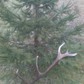 Moj prvy 14- stor. skoda ze druhy som nenasiel paroztek