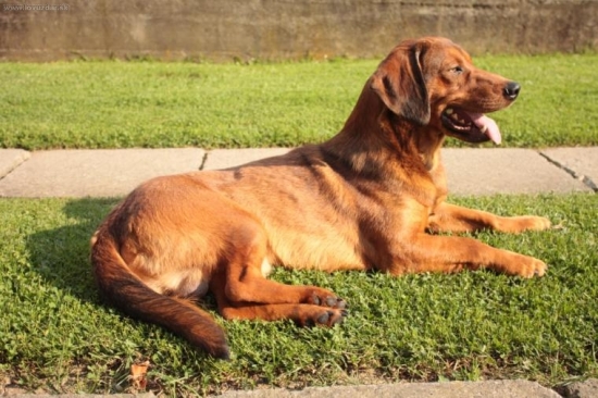 nadherny polovny psik mojho kamarata Slava