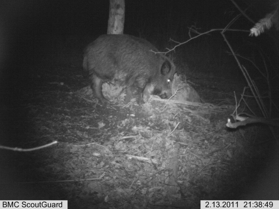 naše bachyňka ,,trojnožka''