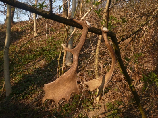 včerejší dvě radosti