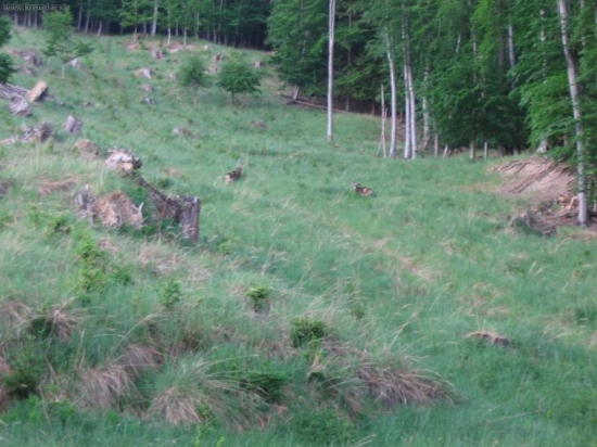 berani při večerní čekané