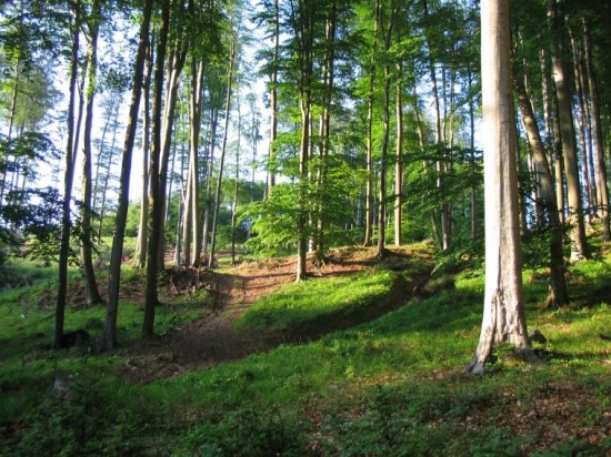 bučina v jarním aspektu