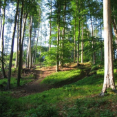 bučina v jarním aspektu