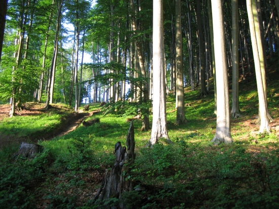 květnová..