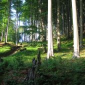 květnová..