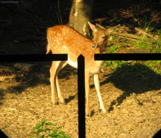 šmolka přes puškohled