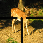 šmolka přes puškohled