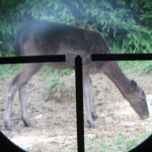 šmola (black version:-)