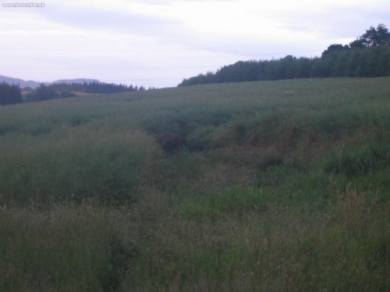 první večerní nedočkavec