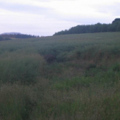 první večerní nedočkavec