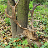 jeleňák 2013
