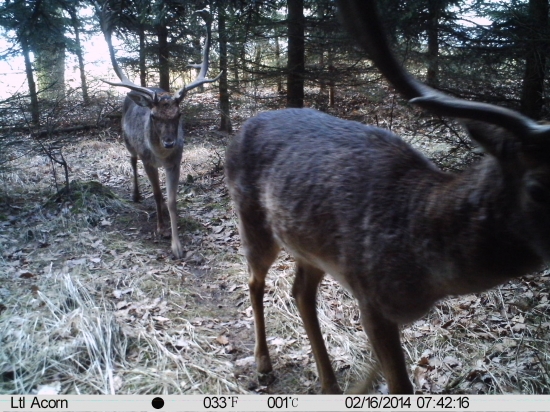 Hostýnští krasavci