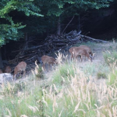 I vedoucí ovce občas potřebuje vystřídat v hlídání..:-)