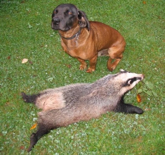 úspěch ze včerejší večerní procházky