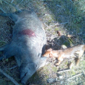 dnešní lončák z ranní šoulačky