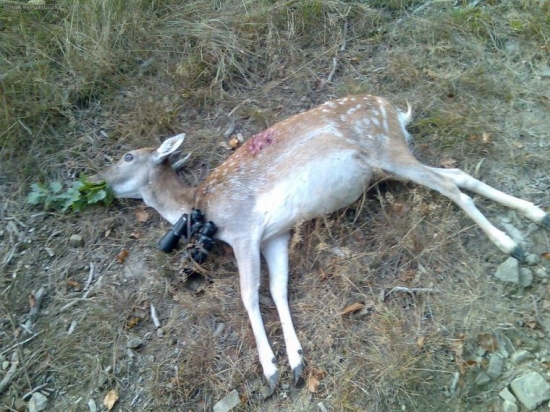 prababička daněla (10+)