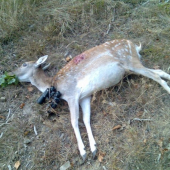 prababička daněla (10+)