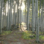 večerní hřebenovka bučinou..