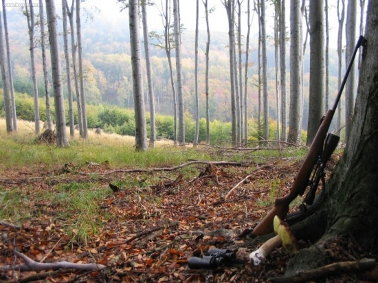 odpočinek při daňčí říji