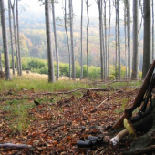 odpočinek při daňčí říji