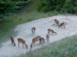 daňčí na hromadě