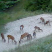 daňčí na hromadě