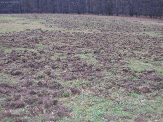 často se opakující pohled na naše louky a golfové hřiště..