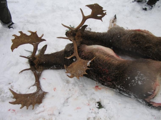 když se hostům zadaří..