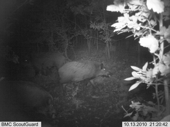 zkouška fotopasti v terénu