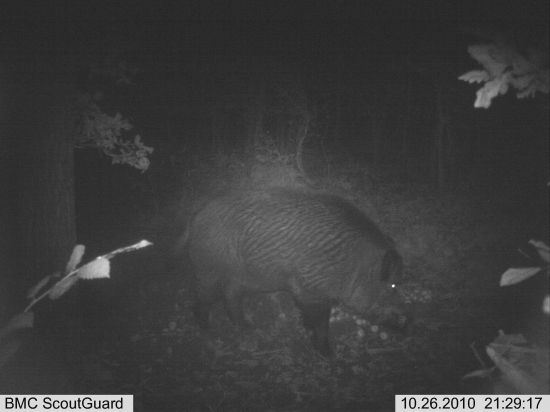 ukázal se i náš místní pantáta..