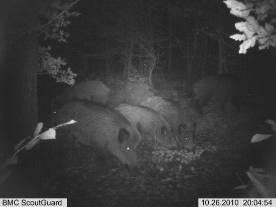 už pěkně dorůstají