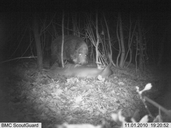 lončák vs. srnec...