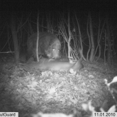 lončák vs. srnec...