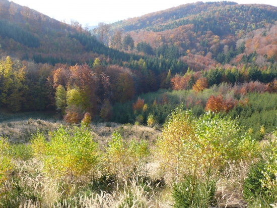 chladná dolina