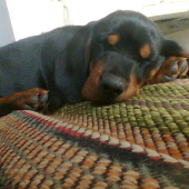 Hugo