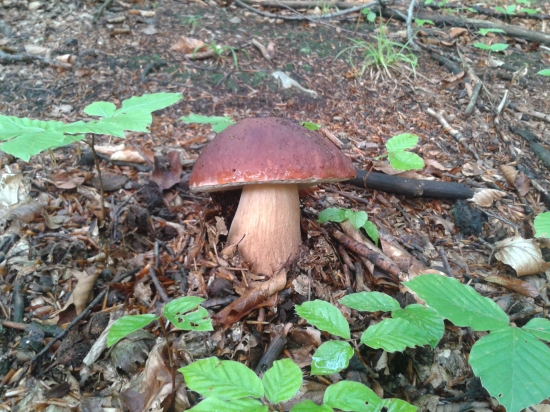 Prvý tejto sezony :))