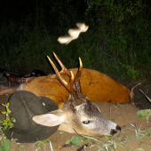 srnec od parťáka...