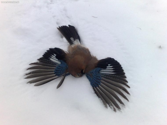 Takto dapadla po výstrele