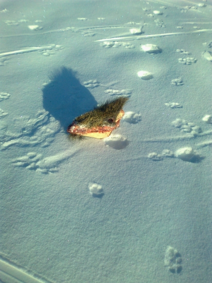 Útočia bez zábran.