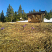 Jarná idylka