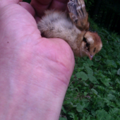 Kuriatko Jariabok hôrný.