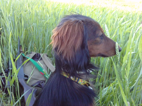 trpaslík na postriežke